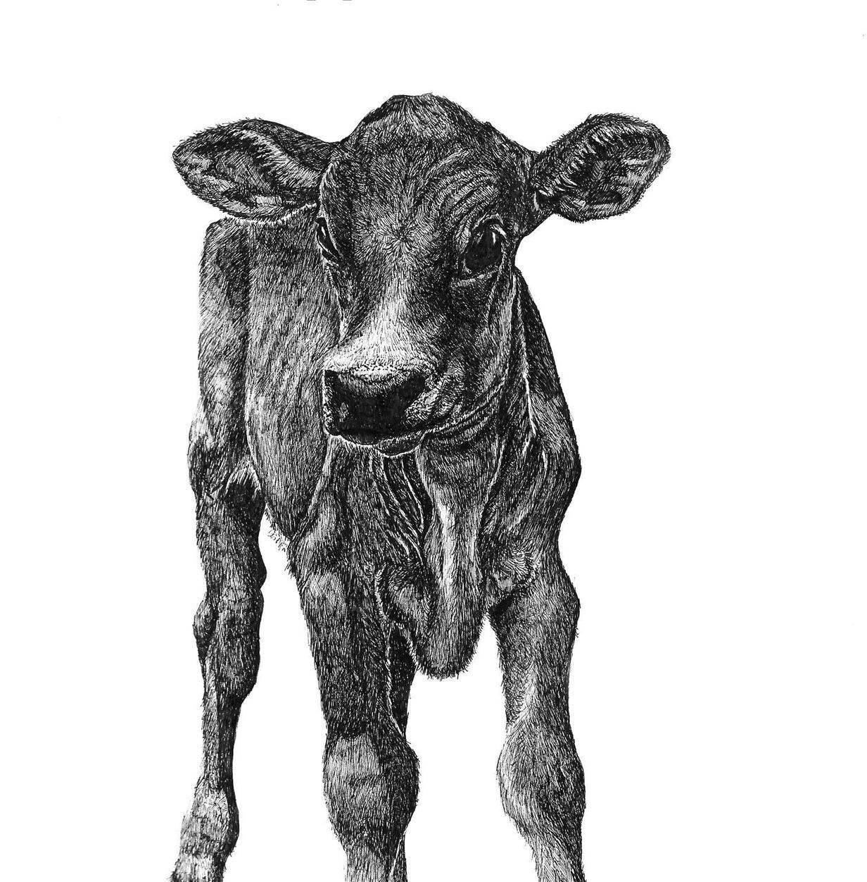 Baby Calf | ink drawing