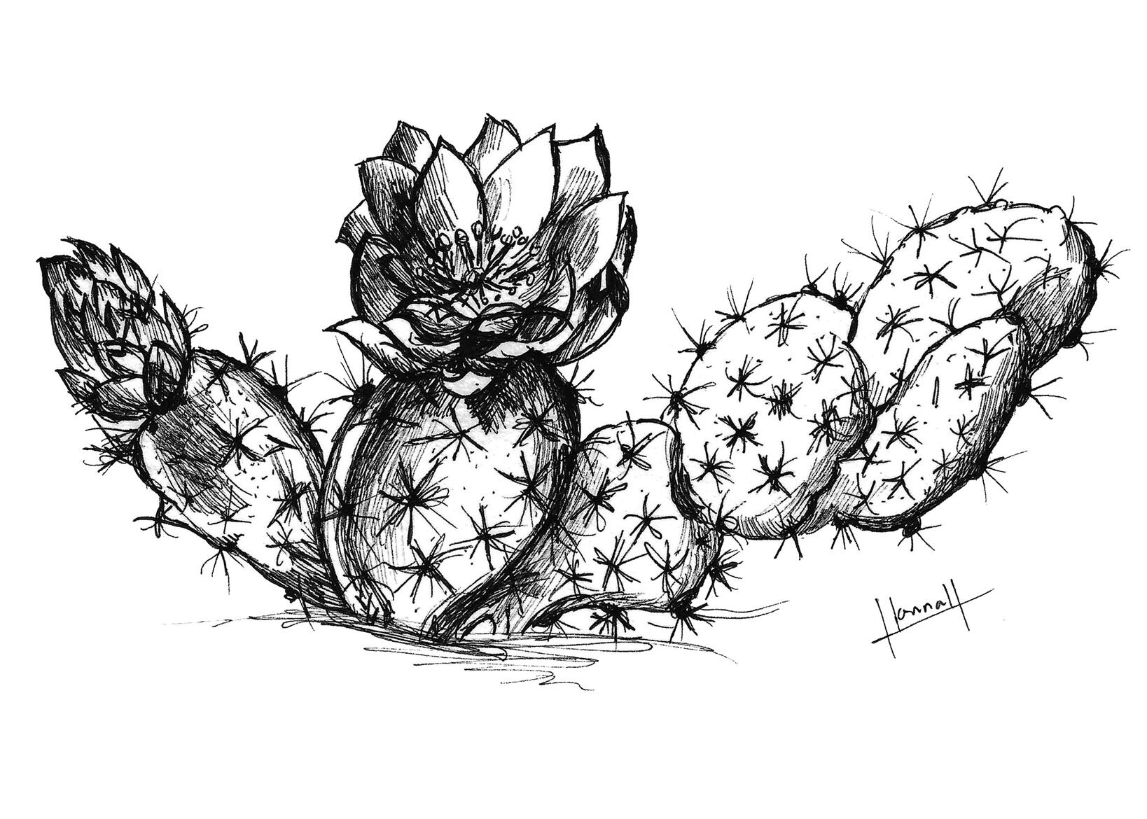 PRICKLY PEAR