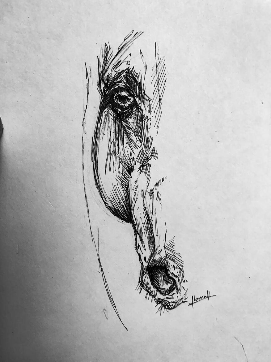 pen and ink half horse head